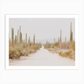 Arizona Desert Trail Art Print