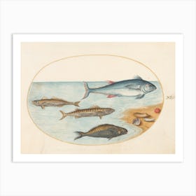 Aquatic And Shelly Animals, Joris Hoefnagel Art Print