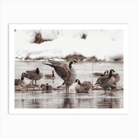 Canadian Geese In Winter Art Print