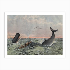 Vintage Kolb 4 Tafel 60 Pottfisch Art Print