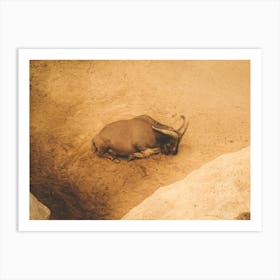 A Lone Mountain Goat Resting Art Print