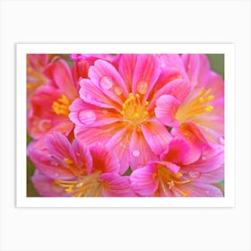 Lewisia Flowers Art Print