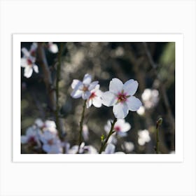 White almond blossoms in a rural area Art Print
