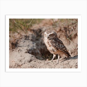 Arizona Burrowing Owl Art Print