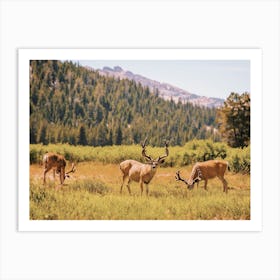 Mule Deer In Meadow Art Print