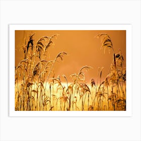 Grasses In Sunset Art Print