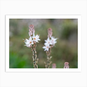 Spring Flowers Asphodel Art Print