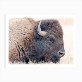 Wyoming Bison Art Print