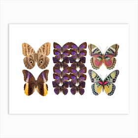Collection Of Purple Butterflies Art Print