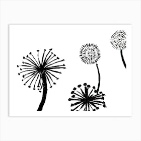 Dandelions Black and White Art Print