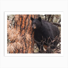 Arizona Black Bear Art Print