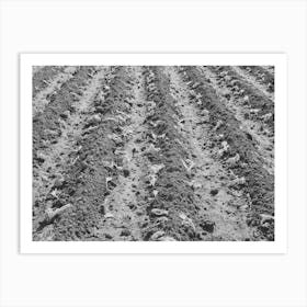 Young Lettuce Just Put Out By Truck Gardener, Tom Green County, San Angelo, Texas By Russell Lee Art Print