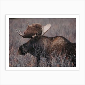 Wilderness Bull Moose Art Print