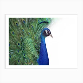 Peacock Stock Photos & Royalty-Free Footage Art Print