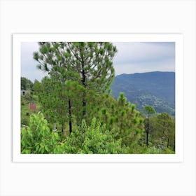 Pine Trees In The Mountains Art Print