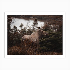 Moose In The Brush Art Print