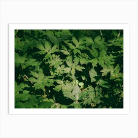 Some Greenery II Art Print