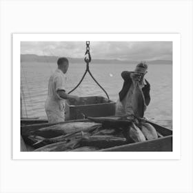 Unloading Tuna From Boat At Docks Of The Columbia River Packing Association, Astoria, Oregon By Russell Lee Art Print