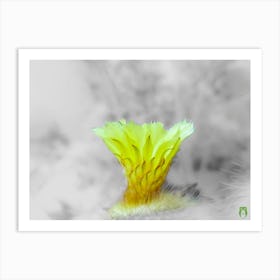 Cactus Flower 202306280810187pub Art Print