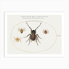 A Wolf Spider And Three Other Spiders (1575–1580), Joris Hoefnagel Art Print