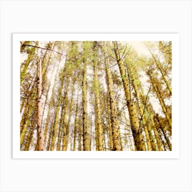 Shaugh Prior woodland Art Print