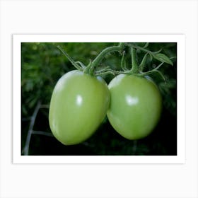Two Green Tomatoes On A Branch Art Print