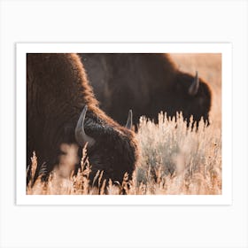 Bison In Morning Light Art Print