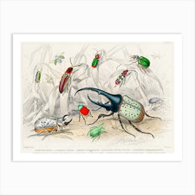 Collection Of Various Beetles, Oliver Goldsmith Art Print