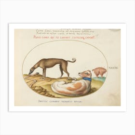 Quadervpedia Animals And Reptiles, Joris Hoefnagel (8) Art Print