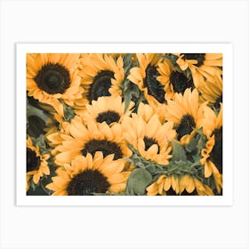 Sunflower Patch Art Print