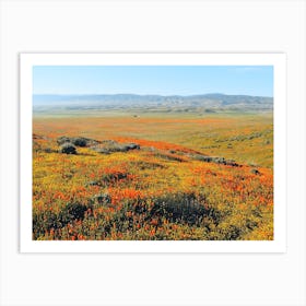 Orange Poppy Field Art Print