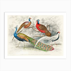 Common Peacock, Ringed Pheasant, Horned Pheasant, And Silver Pheasant, Oliver Goldsmith Art Print