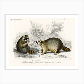 Raccoon (Procyon Lotor), Charles Dessalines D'Orbigny Art Print