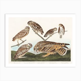 Burrowing Owl, Birds Of America, John James Audubon Art Print