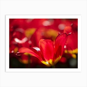 Red Tulips 2 Art Print