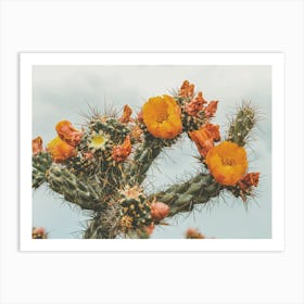 Colorful Cactus Flowers Art Print