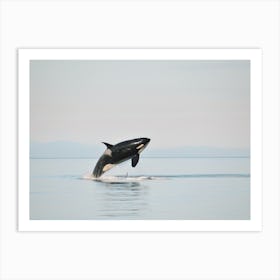 Killer Whale In Ocean Art Print