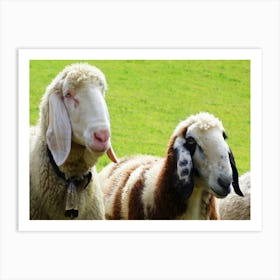 Sheep In A Field Art Print