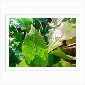 Leaf from a bush Art Print