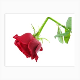 Single Broken Red Rose Art Print