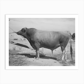 Senator Sybil Eminent, Jersey Herd Bull At The Casa Grande Valley Farms,Pinal County, Arizona, His Dam Was State Art Print