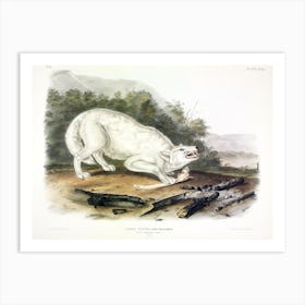 White American Wolf, John James Audubon Art Print