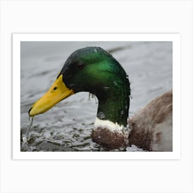 Mallard Duck 2 Poster