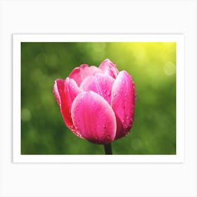 Pink Tulip With Water Droplets Art Print