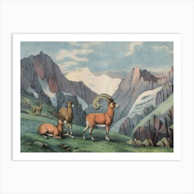 Vintage Kolb 7 Tafel 7 Mouflon Art Print