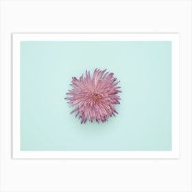 Chrysanthemum Flower Art Print