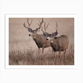 Pair Of Mule Deer Art Print