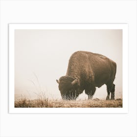 Foggy Bison Scenery Art Print