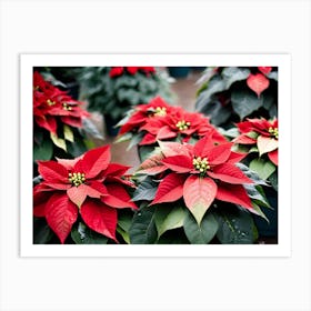 Poinsettias Art Print