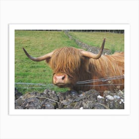 Highland Cow  in Scotland Field Stone Wall Art Print